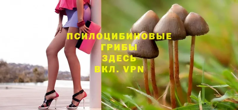 где купить наркотик  Йошкар-Ола  Псилоцибиновые грибы Psilocybine cubensis 